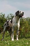 DOGUE ALLEMAND 240